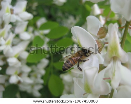 macro photo with a decorative background of a bee on a white tree flower for design as a source for prints, posters, decor, interiors, decoration, advertising