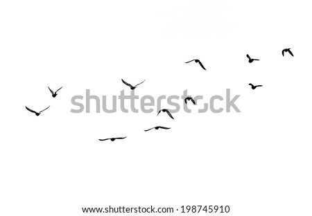 flock of birds on a white background Royalty-Free Stock Photo #198745910
