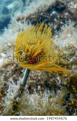 Tubeworm underwater (Sabella spallanzanii) Underwater Sea Life