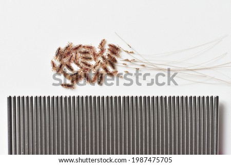 Group of head lice and their nits eggs on a white background with comb