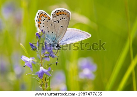 Common blue butterfly (Polyommatus icarus) is a butterfly with blue wings with orange and black details. Green diffused background. Striped black and white feelers. Standing on violet flower. Slovakia Royalty-Free Stock Photo #1987477655