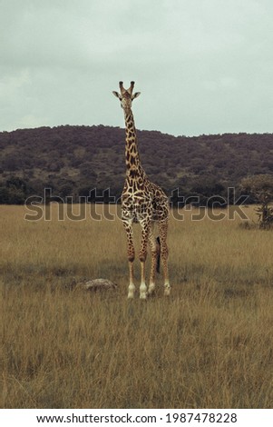 Giraffe in the Akagera National Park, Rwanda, Africa.