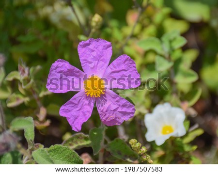 Cistus incanus (also known as Cistus creticus and soft hairy rock-rose), close-up of botanical wild pink - purple wrinkled flower, blooming in spring, with yellow pollen in the middle and on petals. Royalty-Free Stock Photo #1987507583