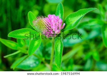Beautiful purple clover flower and grass