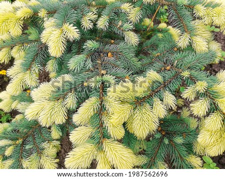 Fluffy bicolor spruce in the park. Background, texture