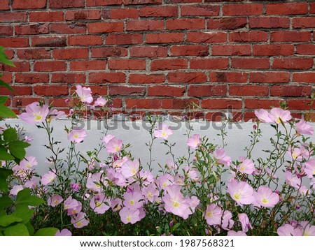 June's bright pink daytime moon flowers and red walls