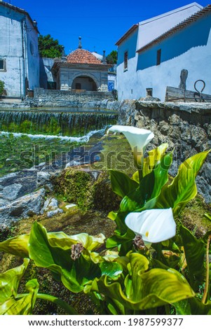 kala flowers along the canals with water originating in an old gazebo with a fountain in summer