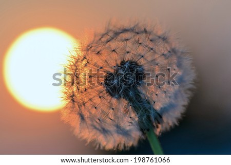 blown dandelion flower against the setting sun