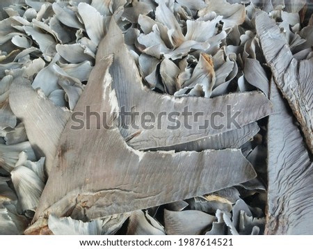 display of raw dried shark fins for chinese cuisine at fish market.