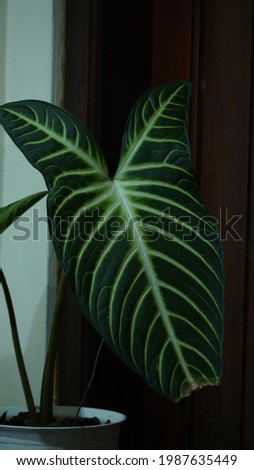 Broad dark green leaves with bold white venation of potted Angel's wing (Caladium lindenii) plant