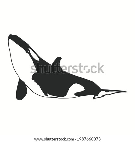 Orca whale or killer whale vector silhouette image as editing material for posters, banners, photos, logos, and others.