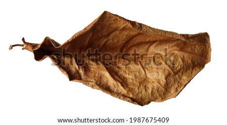 Close-up picture of dried malabar leaves. Brown is placed on a white background. Isolated. Royalty-Free Stock Photo #1987675409