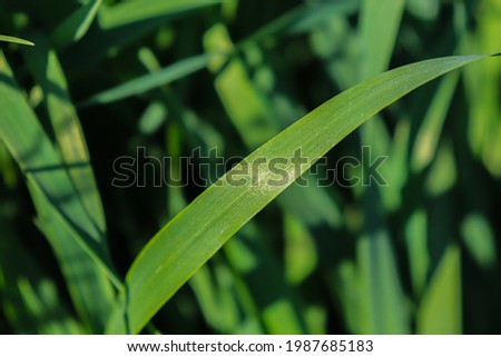 Green  grass.  Tall stalks of grass for background.
