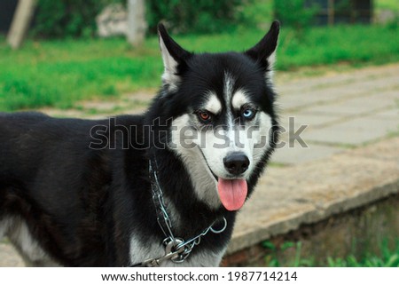 Portrait of a Husky dog with different eye colors