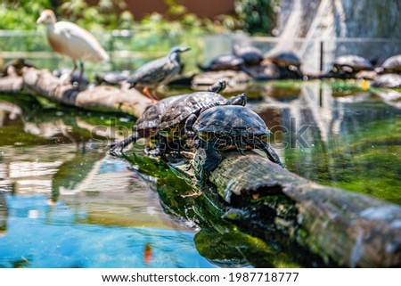 Turtles in the oceanarium in Valencia, Spain. Royalty-Free Stock Photo #1987718777