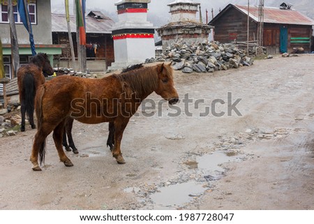 Acute beautiful horse standing road side on the way to Gurudongmar lake, Sikkim. Selective focus.