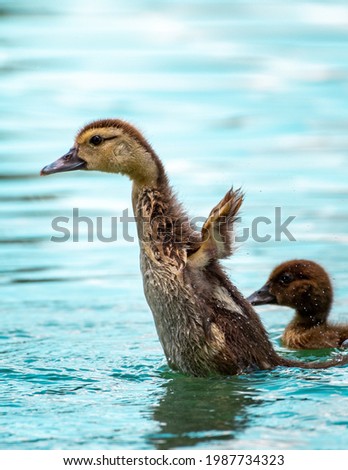 A small duckling flapping its wings as it swims with its siblings. 