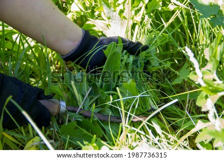 hands cut the grass with a sickle, cleaning the garden from weeds, weeding