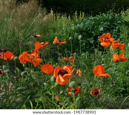 Vibrant orange poppies in flower bed on bright sunny day