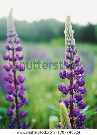 Summer wild flowers lupine in meadow at sunset sunrise. Purple flowers lupinus, lupin, lupine. Summer flower background