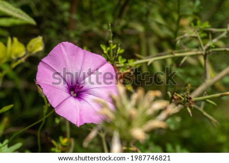 Small wild flower in a Mediterranean forest, and an unfocused natural background.
