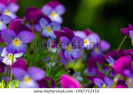 Blossom violet pansy flowers on a green background macro photography. Wildflower with purple petals in springtime close-up photo. Wet viola flower in a spring day.