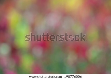 Floral background bokeh