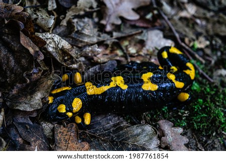 Europaean fire salamander (Salamandra salamandra) Romania, Sibiu county