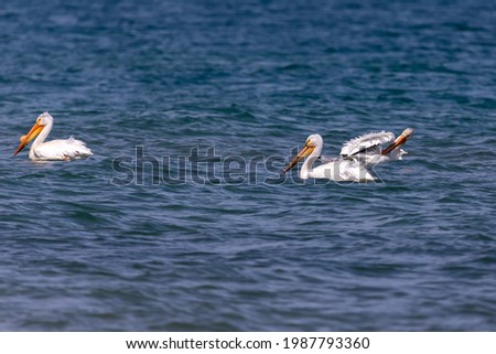 The White American pelicans on the lake Michigan