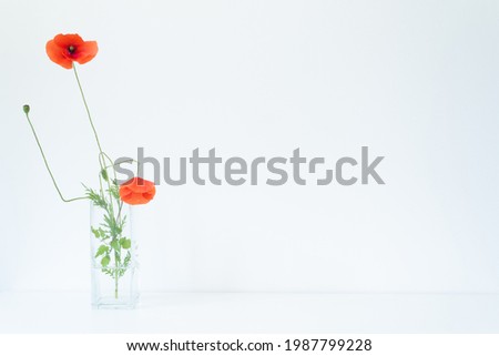 Lively and cheerful summer still life scene. Glass vase with beautiful wild poppy flowers on white table. Empty white wall, copy space. Happy day and good luck concept