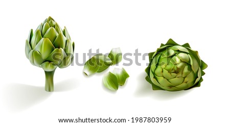 artichoke realistic 3d vector illustration set. Shiny, glossy artichokes side wiew isolated on whive background. Cutted artichoke leafs petals. Perfect for menue, eco, bio, diet symbol of freshness Royalty-Free Stock Photo #1987803959