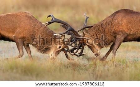 Close up of Red deer fighting during rutting season in UK. Royalty-Free Stock Photo #1987806113