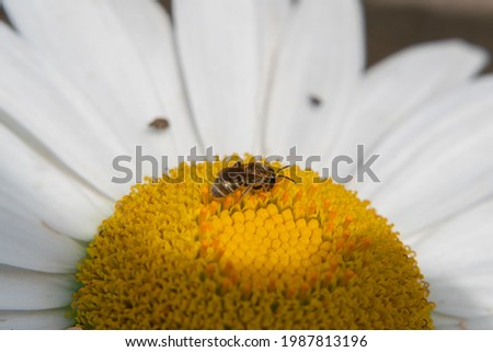 A bee in the sunlight collects nectar on a chamomile flower, the play of light and shadow, close-up