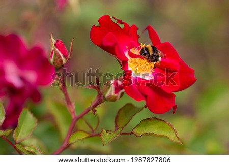Macro of a bumble bee (bombus) on a red rose with blurred background; pesticide free environmental protection save the bees concept; Royalty-Free Stock Photo #1987827806