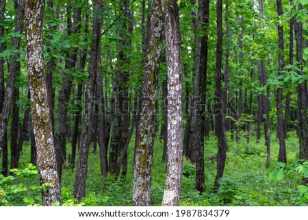 Green broadleaf trees in summer forest