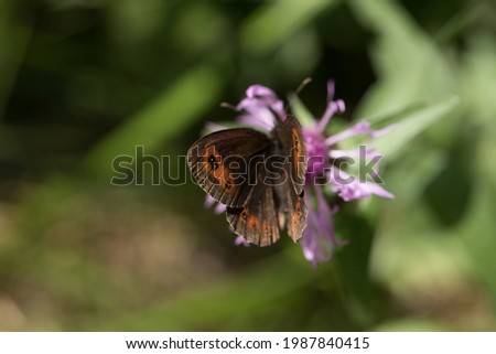 Brown and orange, brown dotted butterfly on a pink flower, green blurred natural background