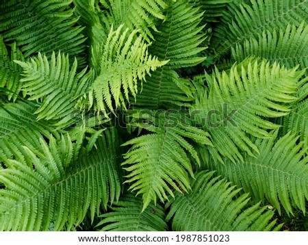Carved bright green leaves of an ornamental fern