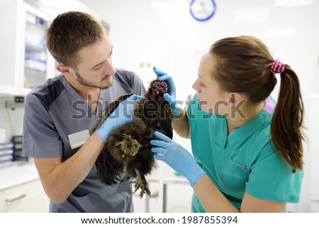 Veterinarians inspection of chickens. Veterinary clinic during work. Farm animals health. Breed chickens at a vet's appointment. Birds pet checkup, tests and vaccination. Royalty-Free Stock Photo #1987855394
