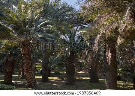 Chilean palm forest. group of palm trees. Endemic trees. Vegetation session
