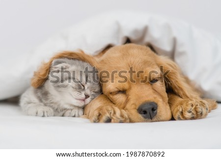 Cute kitten sleeps under ear of a English Cocker spaniel puppy. Pets sleep together under white warm blanket on a bed at home. Royalty-Free Stock Photo #1987870892