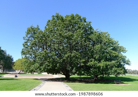 big trees in the park