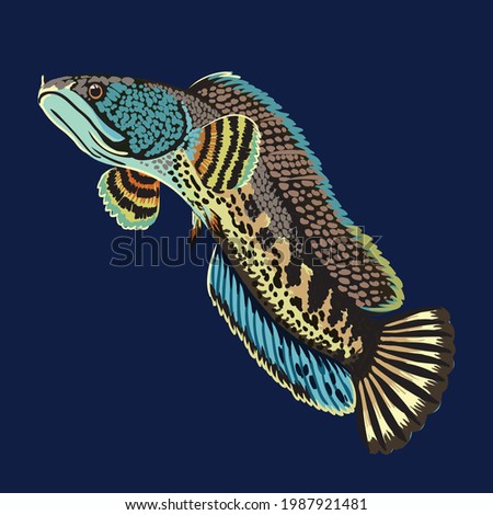 Gambar ikan channa maru