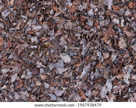 Close up photo looking down at dry crunchy leaves covering the forest floor on a cold Autumn day in Midwest USA