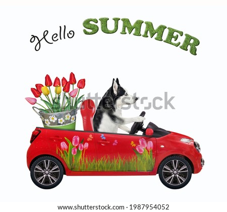 A dog husky drives a red car with a metal bucket with tulips. Hello summer. White background. Isolated.