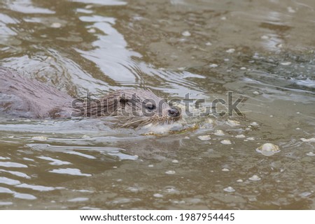 Close up of a Eurasian otter (lutra lutra) swimming in the water with a fish in it's mouth
