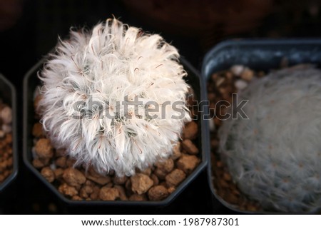 Old man cactus. Espostoa ritteri cristata. Cephalocereus senilis, is white hairy cactus