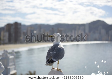 Seagull of the species Larus Michahellis watches the sea in search of food, in the background you can see the sea and the tourist city of Benidorm out of focus.