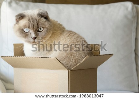 Cat  scottish fold  sitting  in a cardboard box . Cats home life and habits concept. concept of allergy to cat fur and aggression of pets