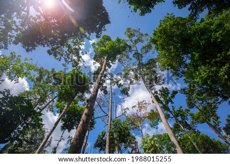 Southeast Asia tourist attraction, Malaysia  Sandakan, Sabah, the big tree in the jungle