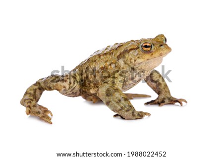 Common toad in defence stand, isolated on white background.